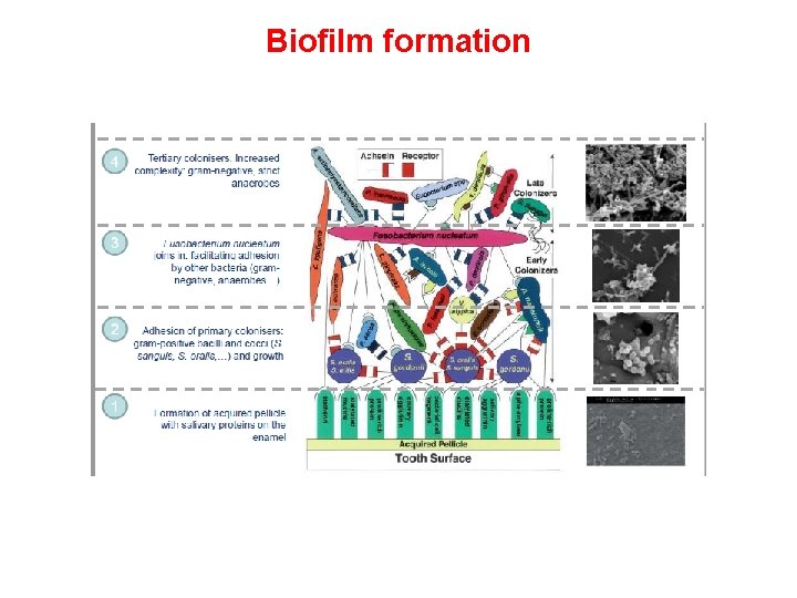 Biofilm formation 