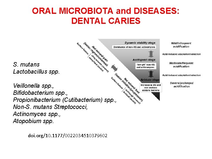 ORAL MICROBIOTA and DISEASES: DENTAL CARIES S. mutans Lactobacillus spp. Veillonella spp. , Bifidobacterium