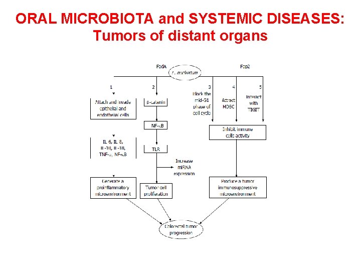 ORAL MICROBIOTA and SYSTEMIC DISEASES: Tumors of distant organs 