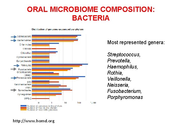 ORAL MICROBIOME COMPOSITION: BACTERIA Most represented genera: Streptococcus, Prevotella, Haemophilus, Rothia, Veillonella, Neisseria, Fusobacterium,