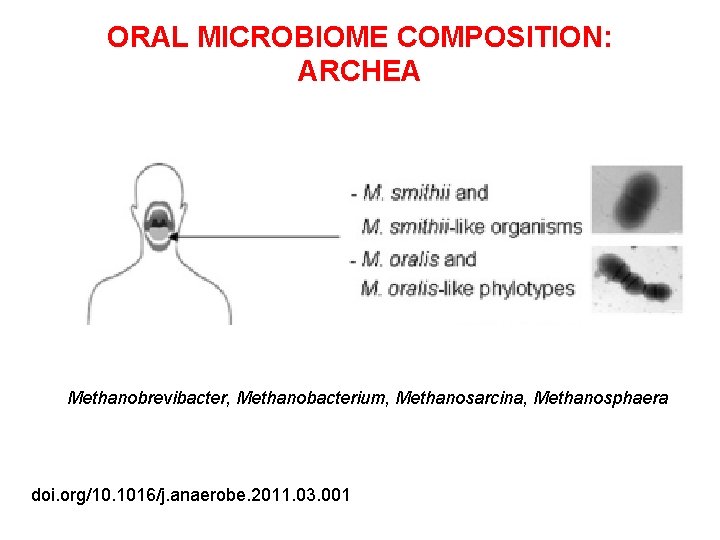 ORAL MICROBIOME COMPOSITION: ARCHEA Methanobrevibacter, Methanobacterium, Methanosarcina, Methanosphaera doi. org/10. 1016/j. anaerobe. 2011. 03.