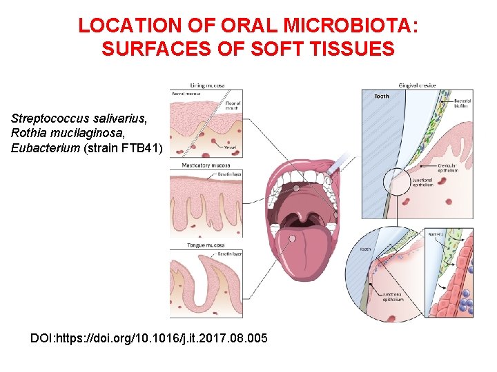 LOCATION OF ORAL MICROBIOTA: SURFACES OF SOFT TISSUES Streptococcus salivarius, Rothia mucilaginosa, Eubacterium (strain