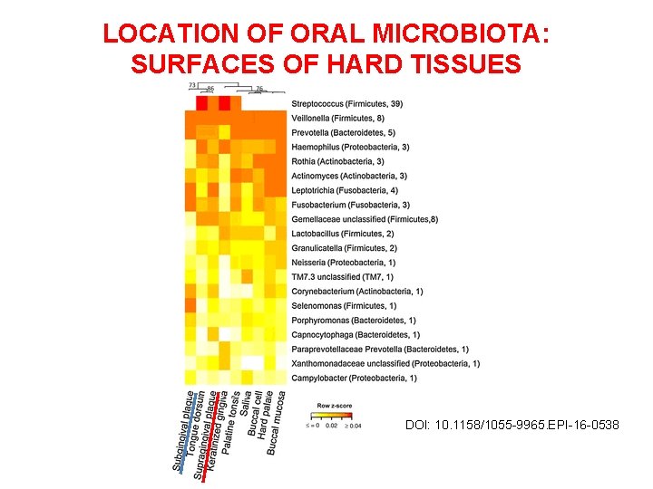 LOCATION OF ORAL MICROBIOTA: SURFACES OF HARD TISSUES DOI: 10. 1158/1055 -9965. EPI-16 -0538