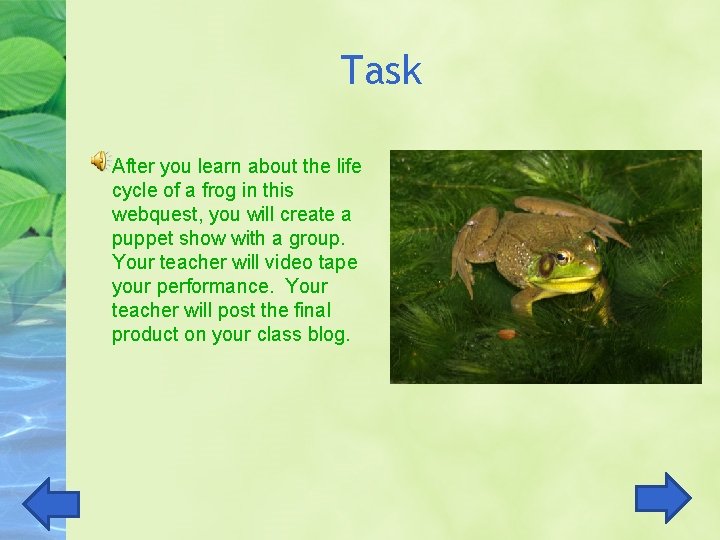Life Cycle of a Frog Webquest Caitlin A