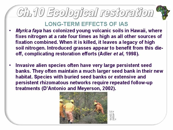 LONG-TERM EFFECTS OF IAS • Myrica faya has colonized young volcanic soils in Hawaii,