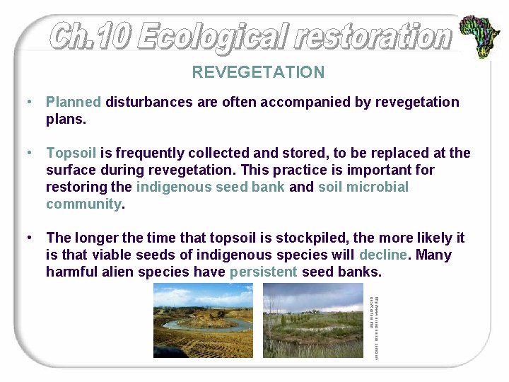 REVEGETATION • Planned disturbances are often accompanied by revegetation plans. • Topsoil is frequently