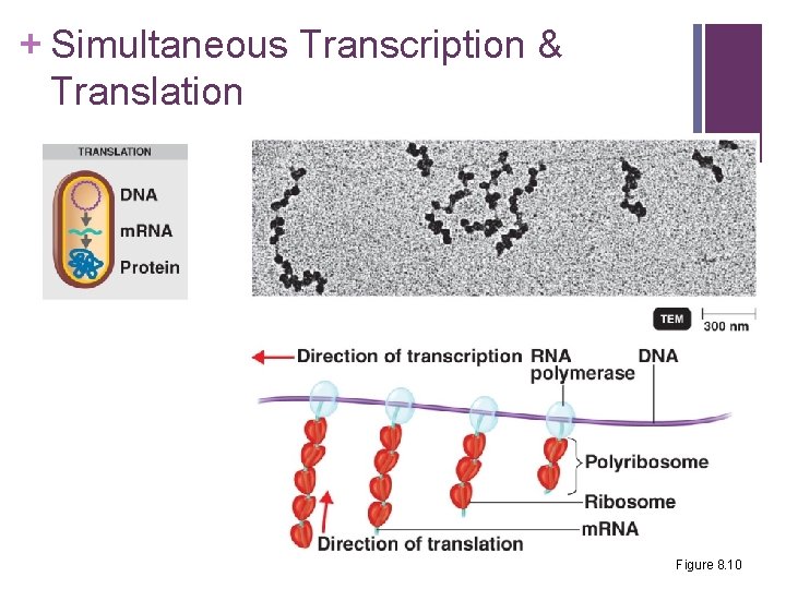 + Simultaneous Transcription & Translation Figure 8. 10 