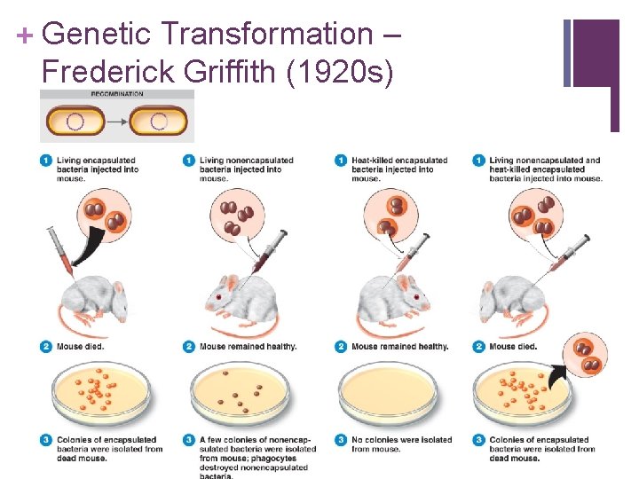 + Genetic Transformation – Frederick Griffith (1920 s) Figure 8. 24 