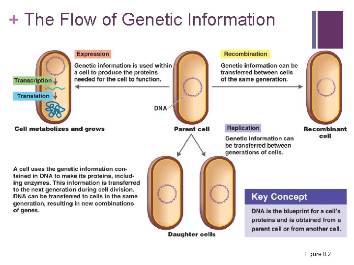 + The Flow of Genetic Information Figure 8. 2 