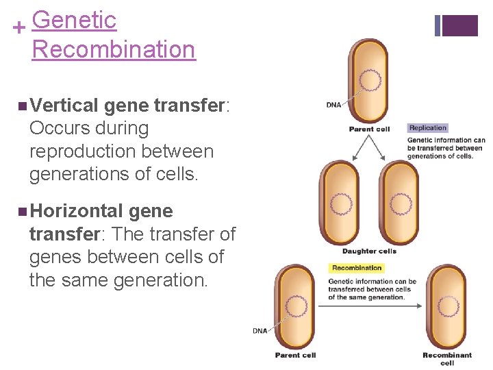 + Genetic Recombination n Vertical gene transfer: Occurs during reproduction between generations of cells.