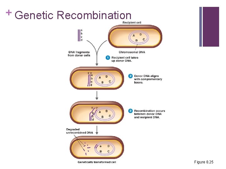 + Genetic Recombination Figure 8. 25 