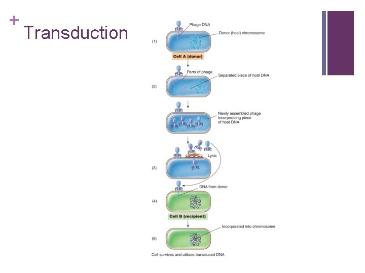 + Transduction 