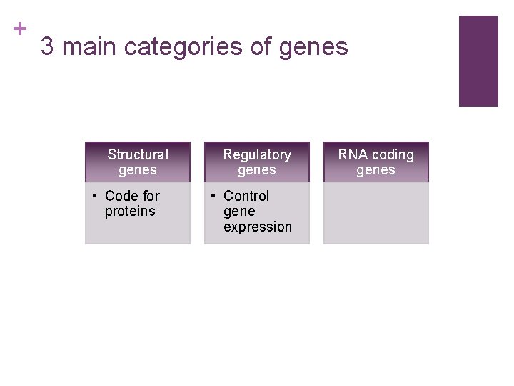 + 3 main categories of genes Structural genes • Code for proteins Regulatory genes