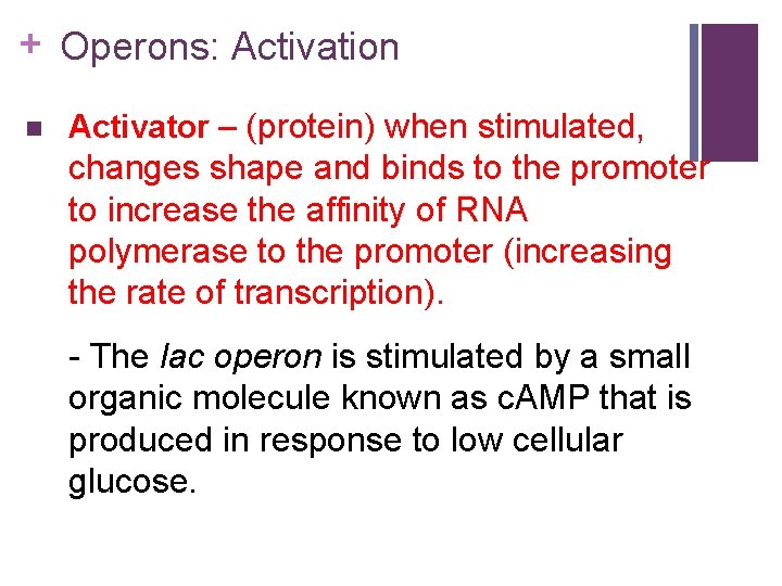 + Operons: Activation n Activator – (protein) when stimulated, changes shape and binds to