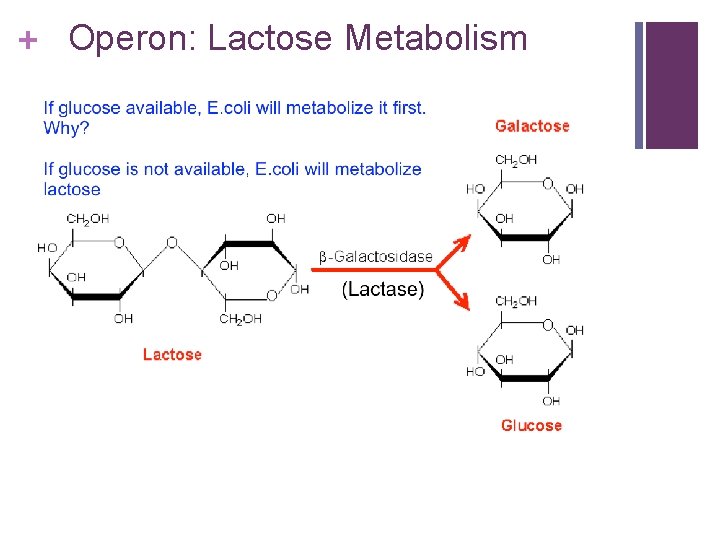 + Operon: Lactose Metabolism 