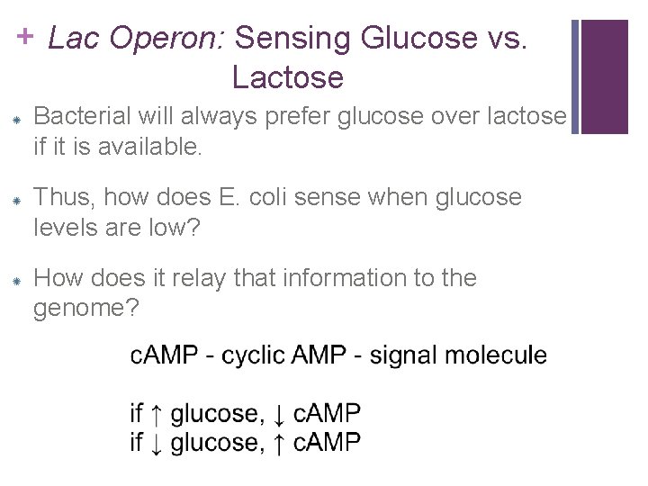 + Lac Operon: Sensing Glucose vs. Lactose Bacterial will always prefer glucose over lactose