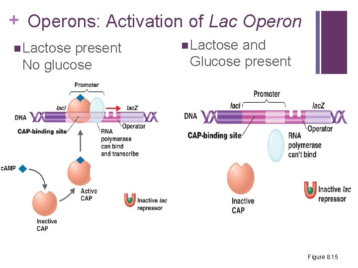 + Operons: Activation of Lac Operon n Lactose present No glucose n Lactose and