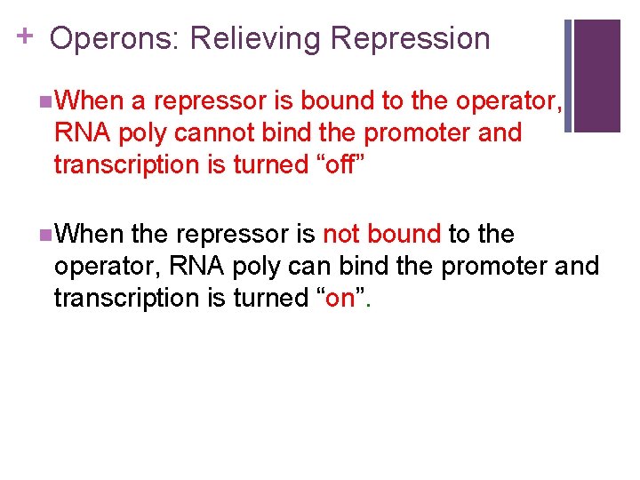 + Operons: Relieving Repression n When a repressor is bound to the operator, RNA