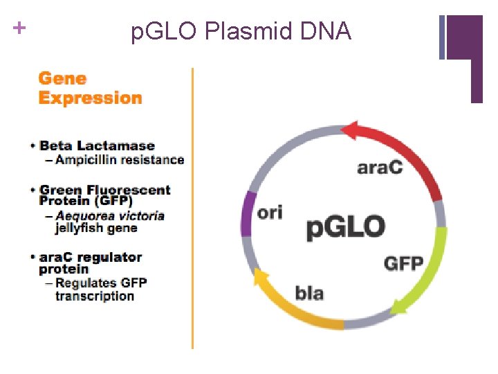 + p. GLO Plasmid DNA 