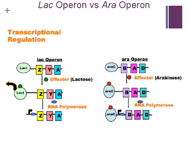 + Lac Operon vs Ara Operon 