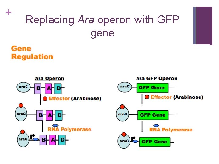 + Replacing Ara operon with GFP gene 