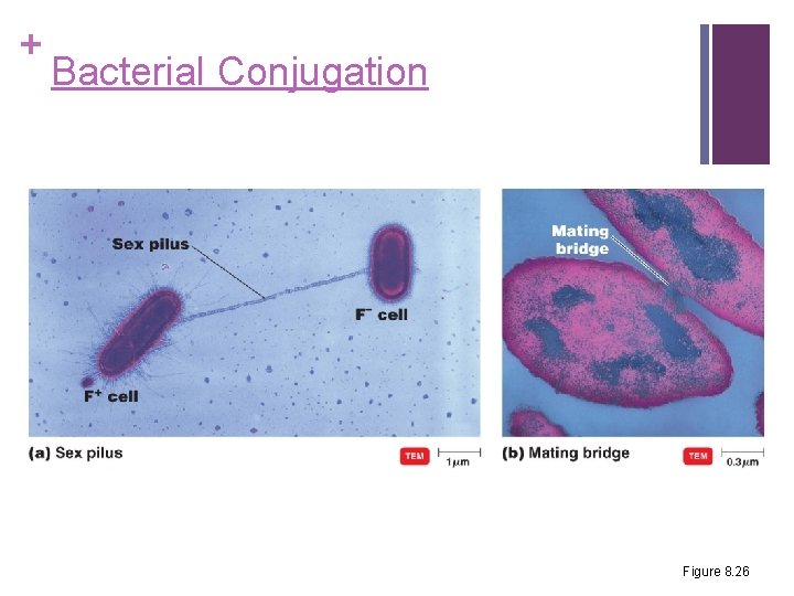 + Bacterial Conjugation Figure 8. 26 