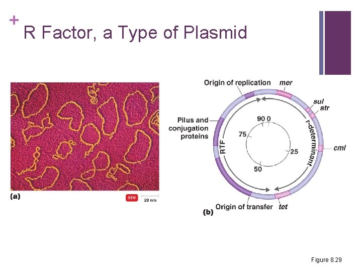 + R Factor, a Type of Plasmid Figure 8. 29 