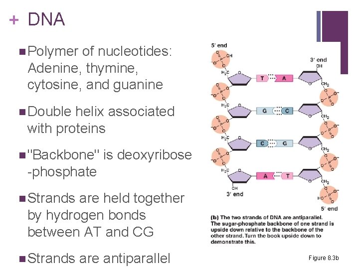 + DNA n Polymer of nucleotides: Adenine, thymine, cytosine, and guanine n Double helix