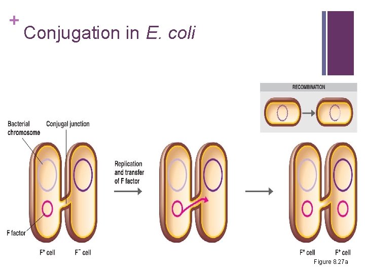 + Conjugation in E. coli Figure 8. 27 a 