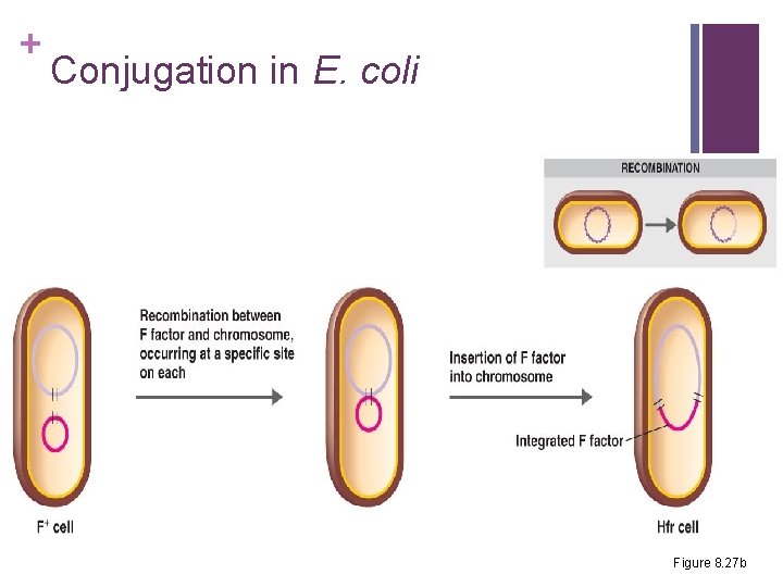 + Conjugation in E. coli Figure 8. 27 b 