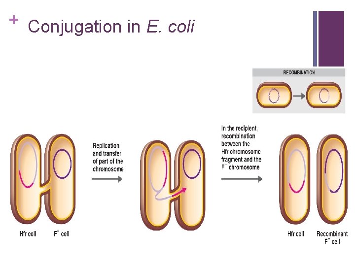 + Conjugation in E. coli 