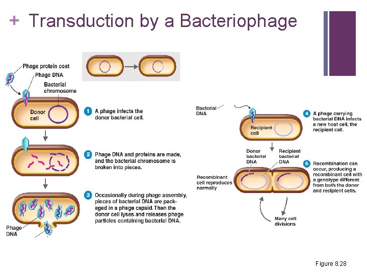 + Transduction by a Bacteriophage Figure 8. 28 