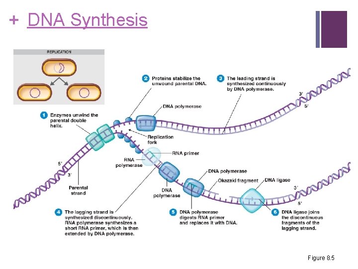 + DNA Synthesis Figure 8. 5 