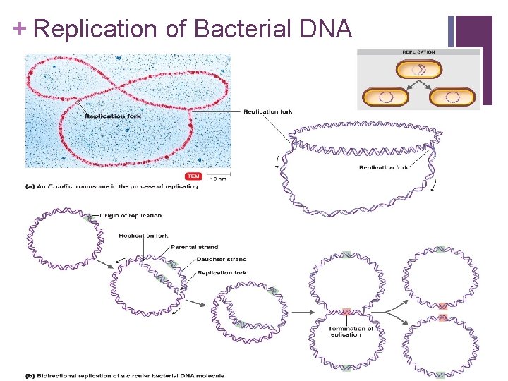+ Replication of Bacterial DNA Figure 8. 6 