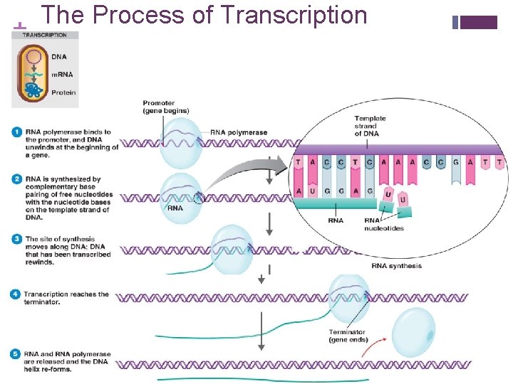 + The Process of Transcription Figure 8. 7 