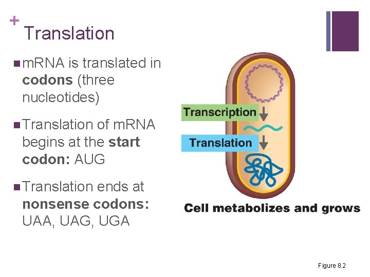 + Translation n m. RNA is translated in codons (three nucleotides) n Translation of