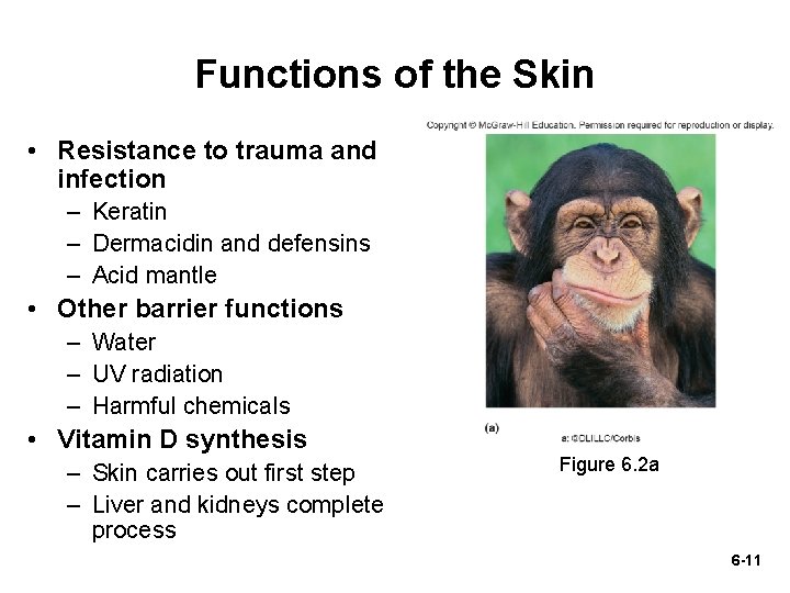 Functions of the Skin • Resistance to trauma and infection – Keratin – Dermacidin Functions of the Skin • Resistance to trauma and infection – Keratin – Dermacidin
