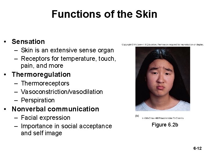 Functions of the Skin • Sensation – Skin is an extensive sense organ – Functions of the Skin • Sensation – Skin is an extensive sense organ –