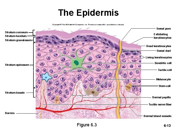The Epidermis Copyright © The Mc. Graw-Hill Companies, Inc. Permission required for reproduction or The Epidermis Copyright © The Mc. Graw-Hill Companies, Inc. Permission required for reproduction or