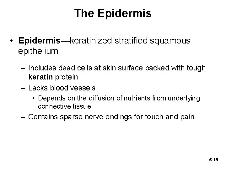 The Epidermis • Epidermis—keratinized stratified squamous epithelium – Includes dead cells at skin surface The Epidermis • Epidermis—keratinized stratified squamous epithelium – Includes dead cells at skin surface