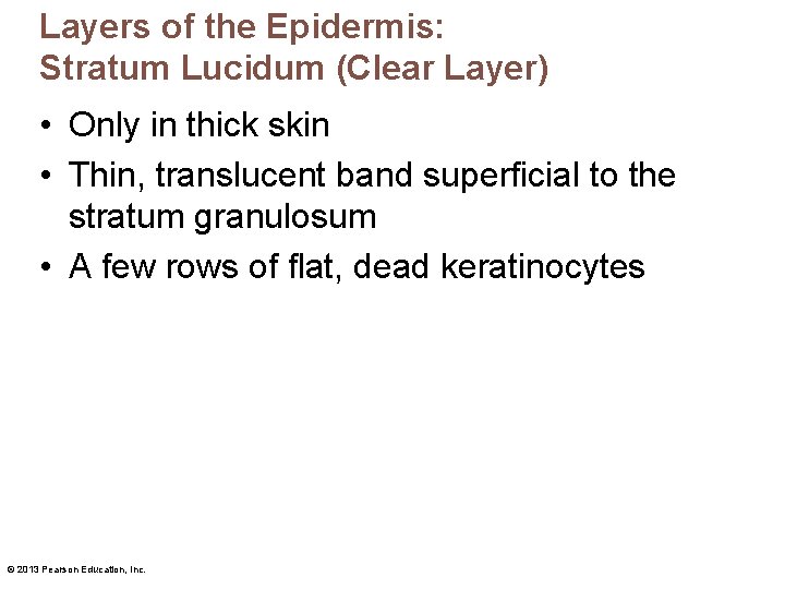 Layers of the Epidermis: Stratum Lucidum (Clear Layer) • Only in thick skin • Layers of the Epidermis: Stratum Lucidum (Clear Layer) • Only in thick skin •
