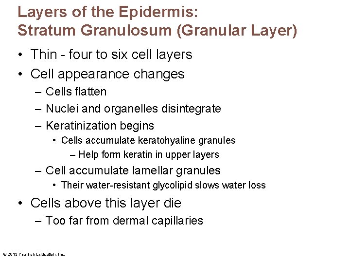 Layers of the Epidermis: Stratum Granulosum (Granular Layer) • Thin - four to six Layers of the Epidermis: Stratum Granulosum (Granular Layer) • Thin - four to six