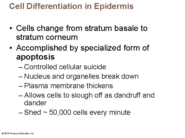 Cell Differentiation in Epidermis • Cells change from stratum basale to stratum corneum • Cell Differentiation in Epidermis • Cells change from stratum basale to stratum corneum •