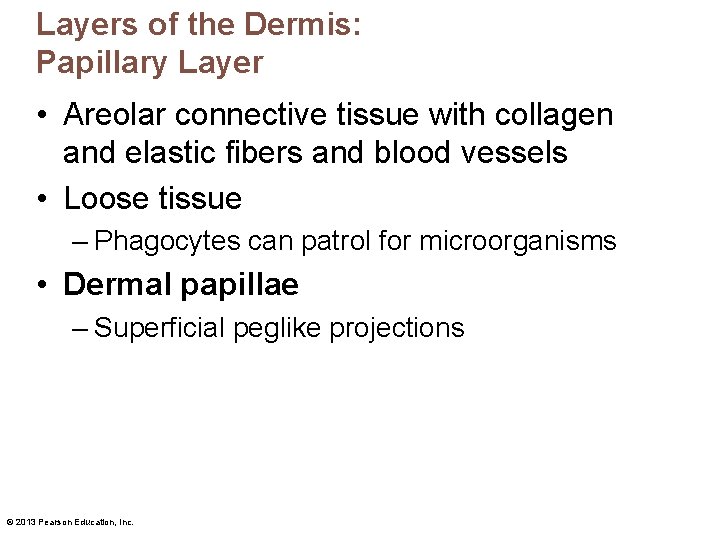 Layers of the Dermis: Papillary Layer • Areolar connective tissue with collagen and elastic Layers of the Dermis: Papillary Layer • Areolar connective tissue with collagen and elastic