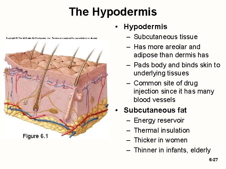The Hypodermis • Hypodermis Copyright © The Mc. Graw-Hill Companies, Inc. Permission required for The Hypodermis • Hypodermis Copyright © The Mc. Graw-Hill Companies, Inc. Permission required for