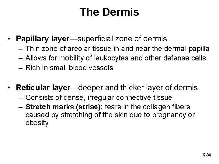 The Dermis • Papillary layer—superficial zone of dermis – Thin zone of areolar tissue The Dermis • Papillary layer—superficial zone of dermis – Thin zone of areolar tissue