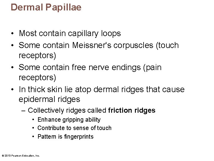 Dermal Papillae • Most contain capillary loops • Some contain Meissner's corpuscles (touch receptors) Dermal Papillae • Most contain capillary loops • Some contain Meissner's corpuscles (touch receptors)