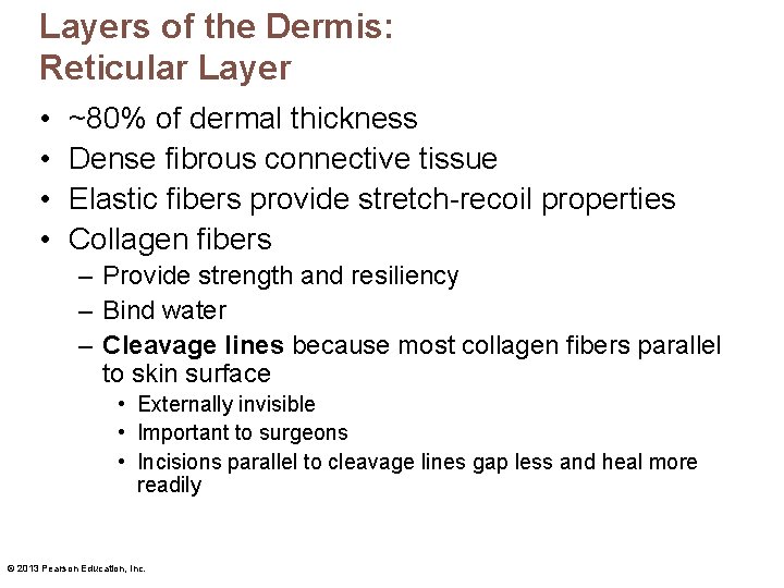 Layers of the Dermis: Reticular Layer • • ~80% of dermal thickness Dense fibrous Layers of the Dermis: Reticular Layer • • ~80% of dermal thickness Dense fibrous