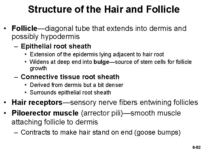 Structure of the Hair and Follicle • Follicle—diagonal tube that extends into dermis and Structure of the Hair and Follicle • Follicle—diagonal tube that extends into dermis and