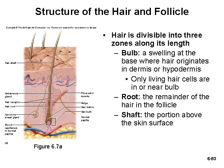 Structure of the Hair and Follicle Copyright © The Mc. Graw-Hill Companies, Inc. Permission Structure of the Hair and Follicle Copyright © The Mc. Graw-Hill Companies, Inc. Permission